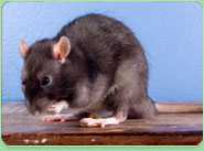 rat control Shepperton