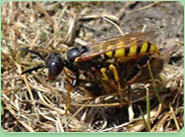 wasp control Shepperton