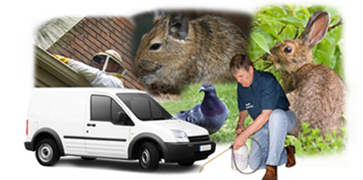 Shepperton local van